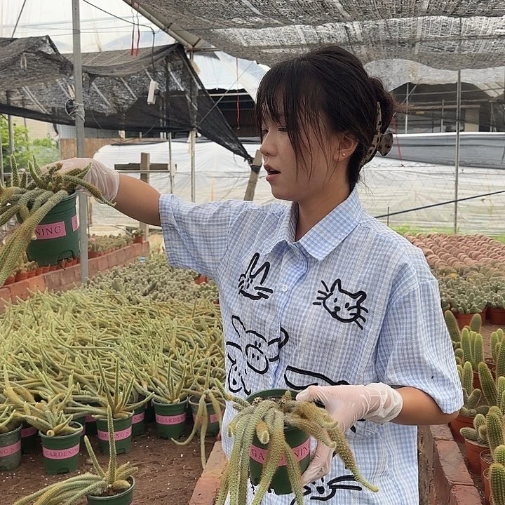 鼠尾（掉头掉崽不售后）