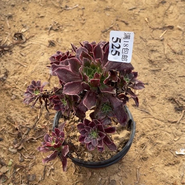 525白婚纱小手捧2