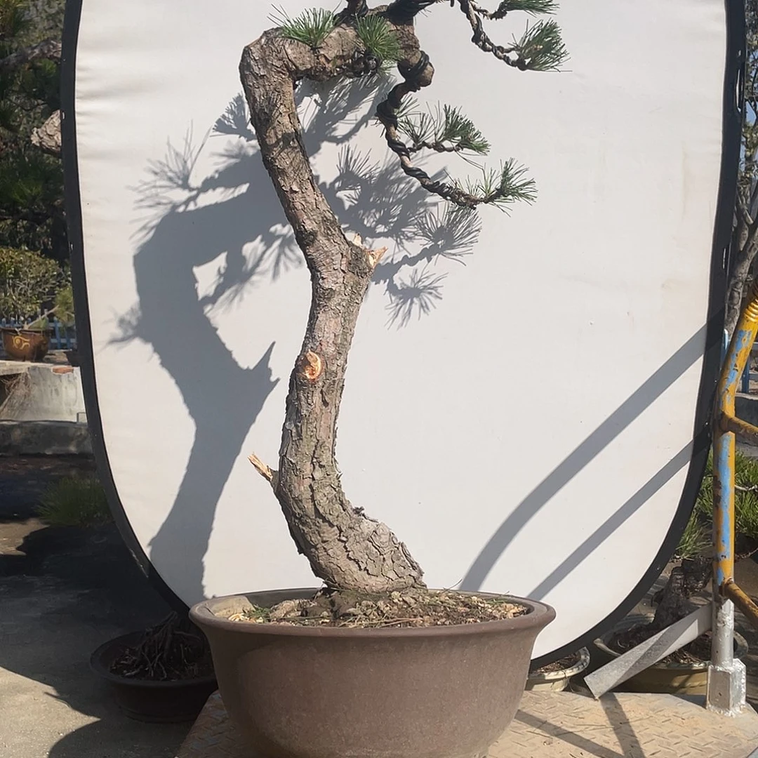 无花朵老盆口黑松造型文人