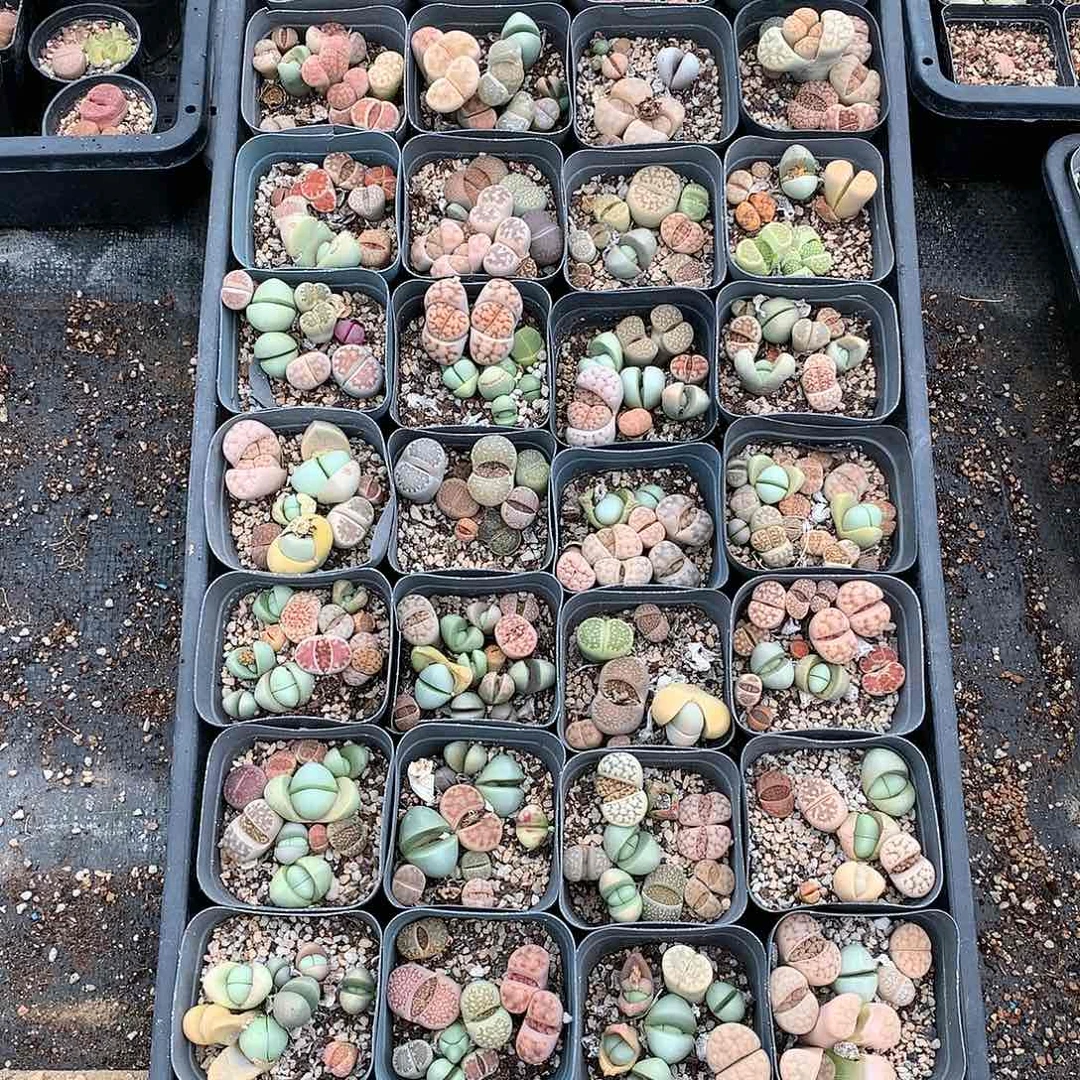 C993多肉植物保护保护