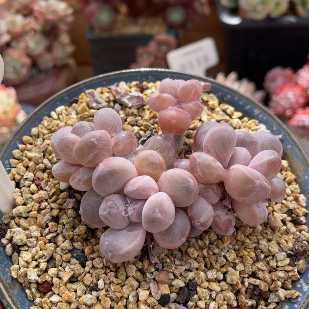 220香芋不带盆8厘米