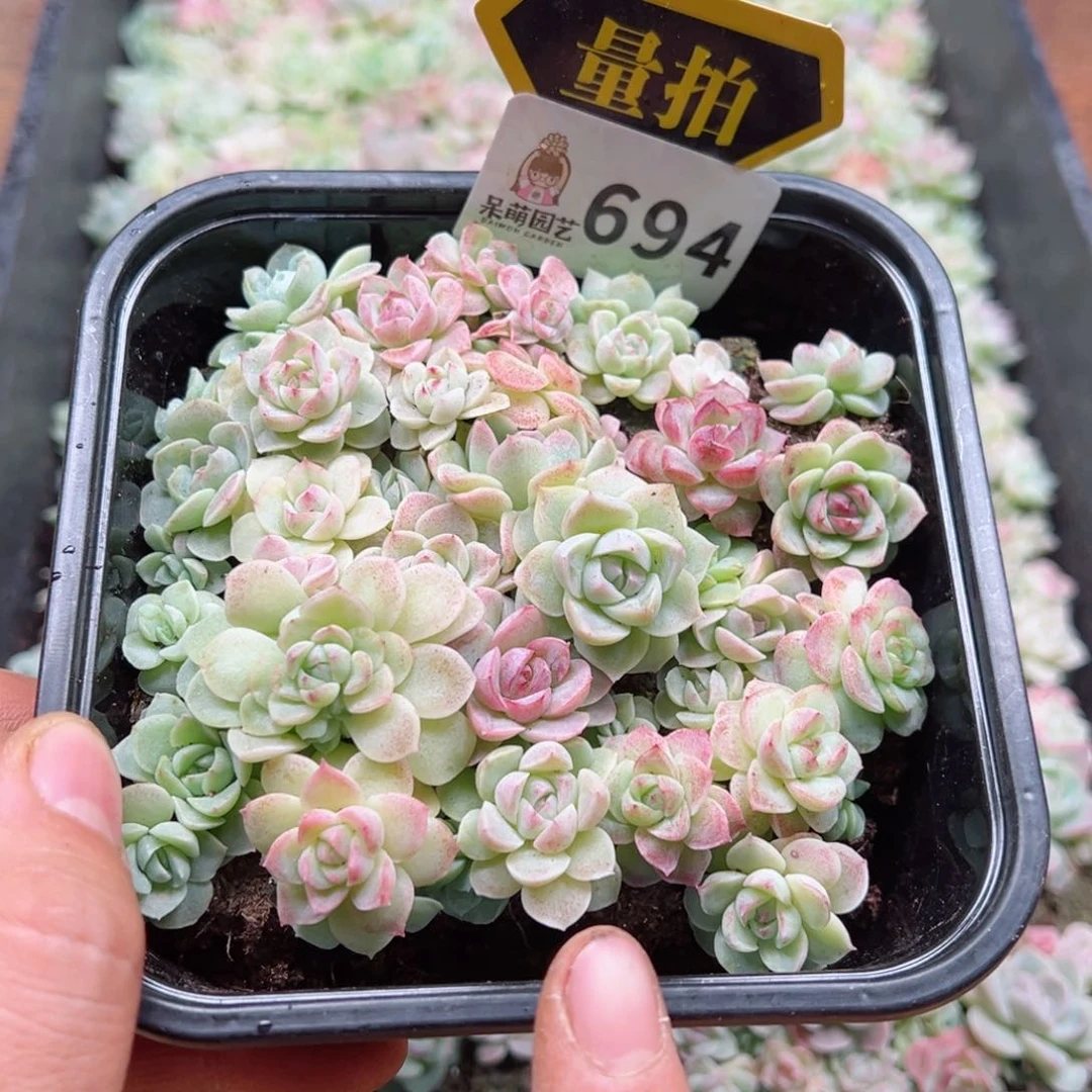 多肉植物多肉植物