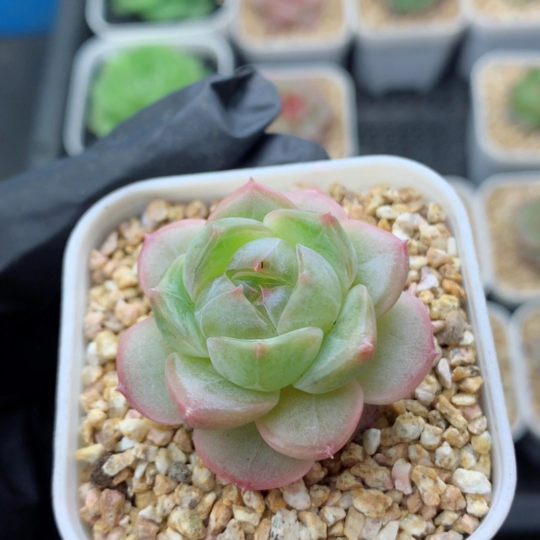 58包邮 群生不包整糖心106