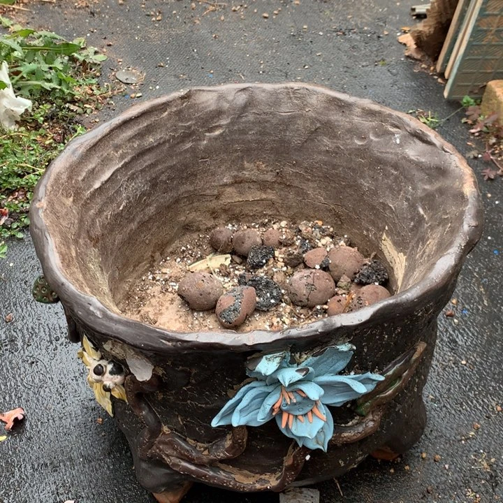 吾*宝宝总得盆，2月8日发货多肉