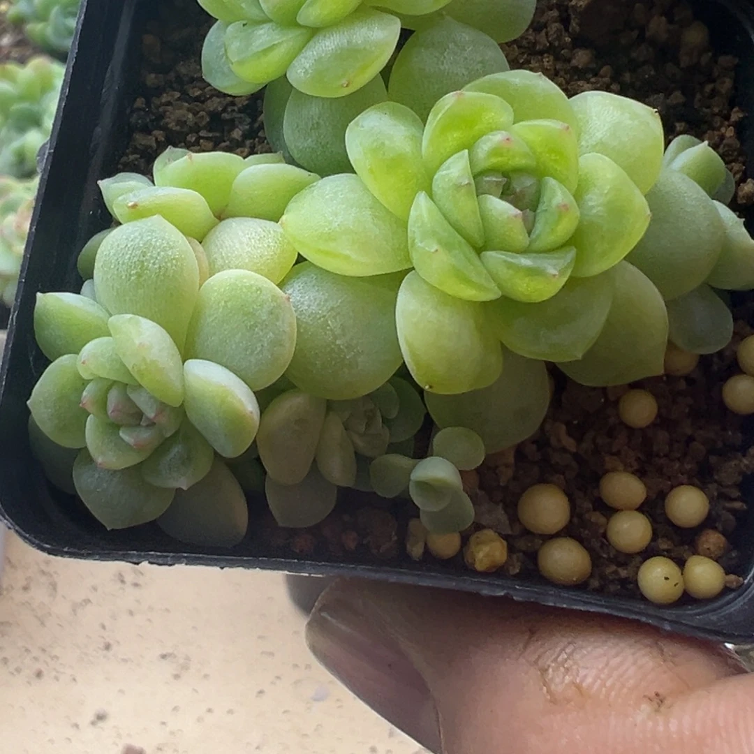 糖心多肉一物一拍