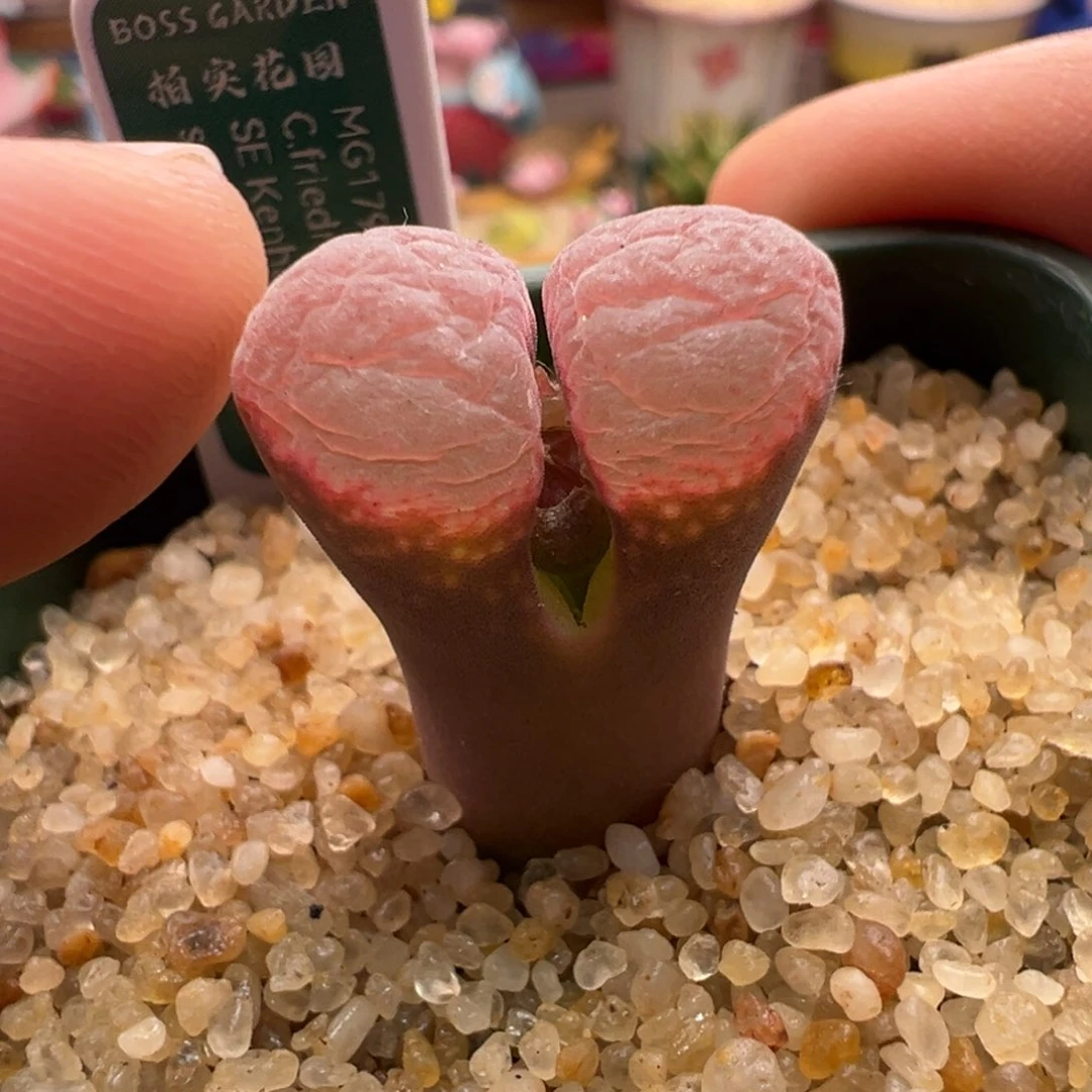 650。7万赞福利。