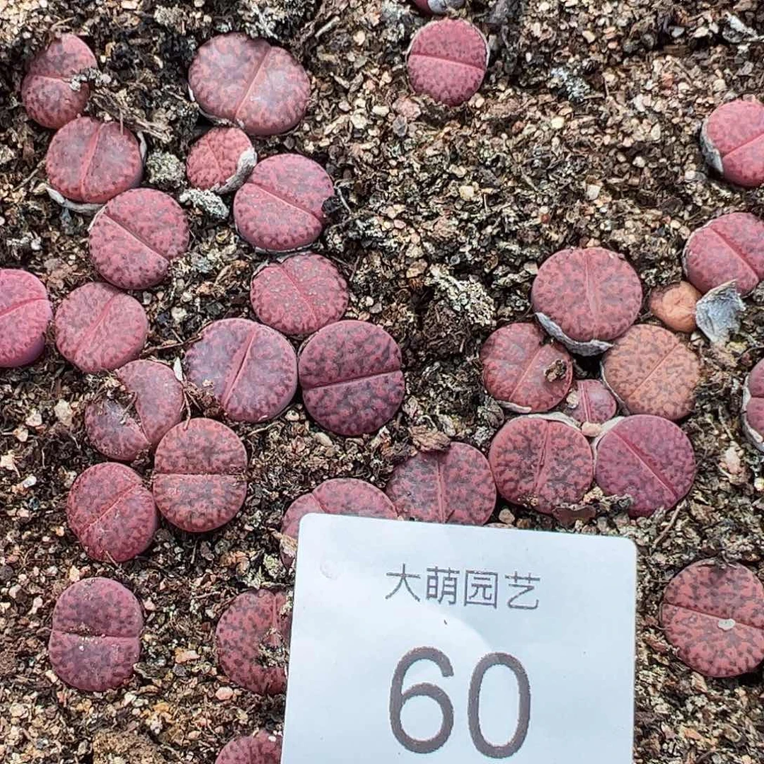 000060量拍紫石榴（紫柘榴）3颗