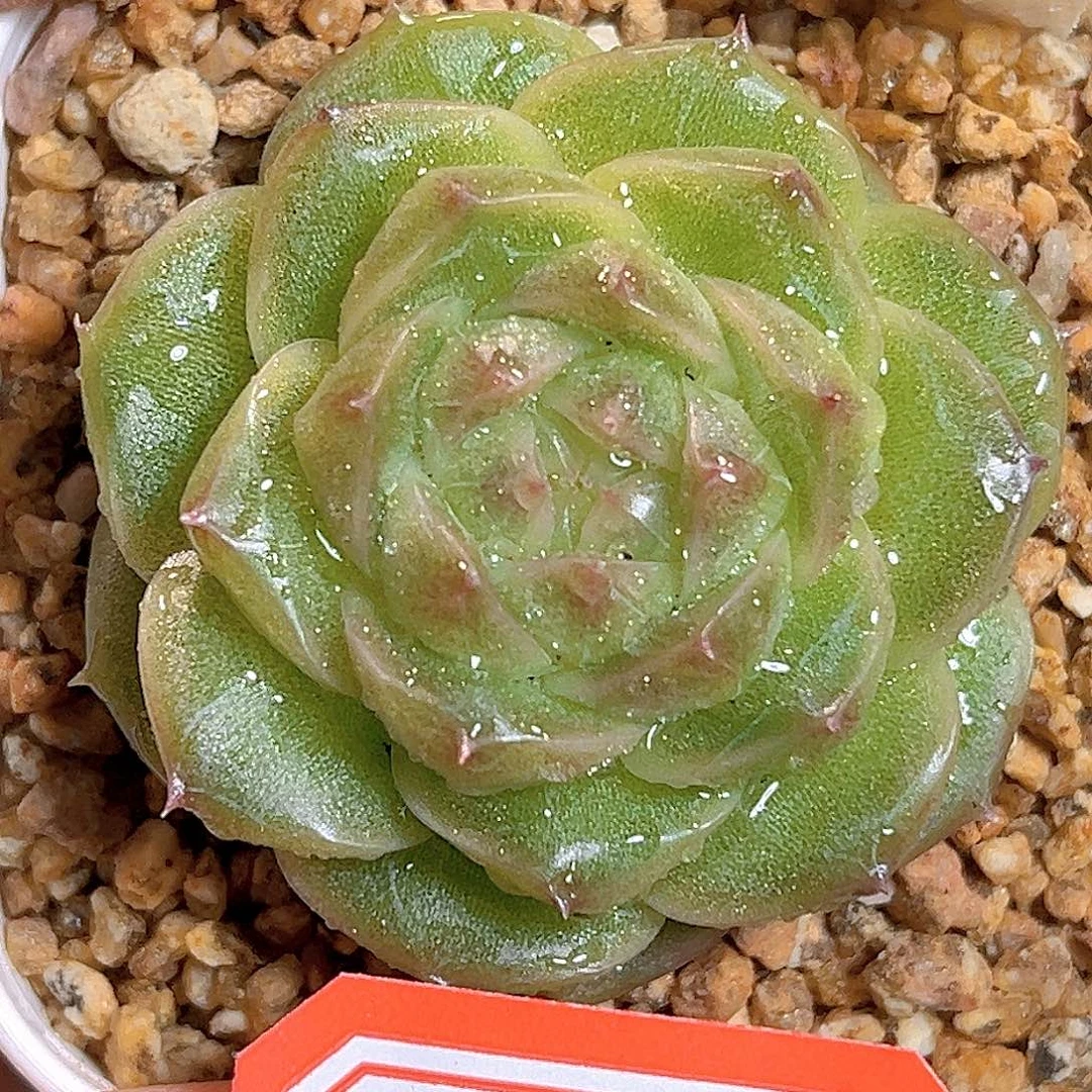 D572 一物一拍 宝藏