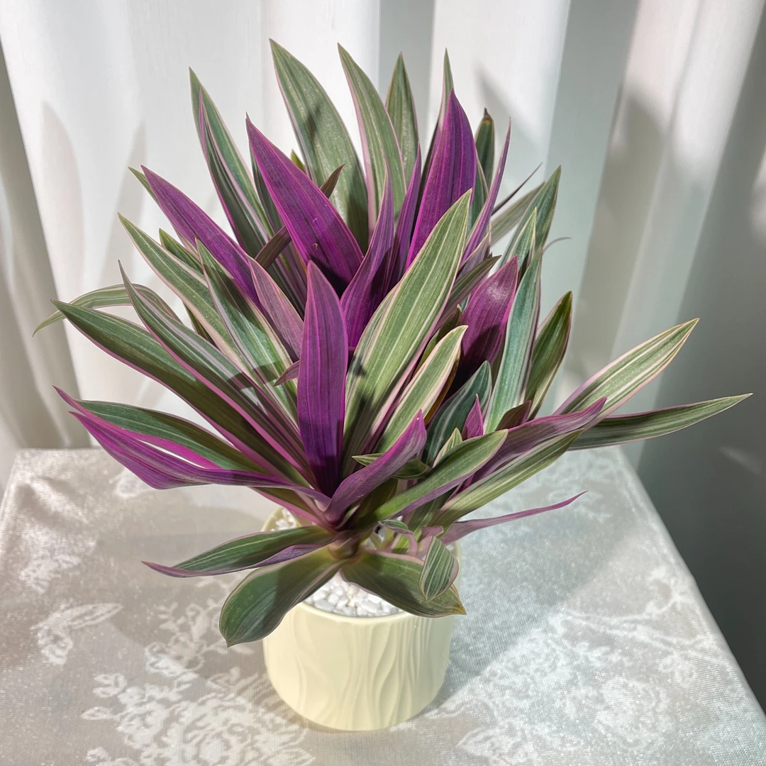 紫露兰盆栽室内观赏植物净化空气异味水培植物花卉客厅水培植物