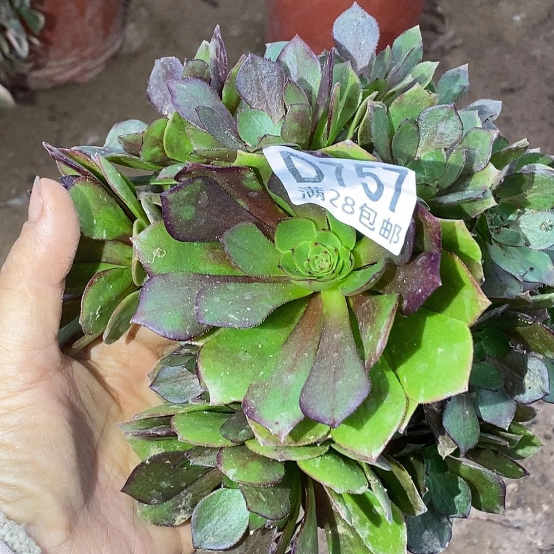 757瑕疵桃花石不包邮多肉植物