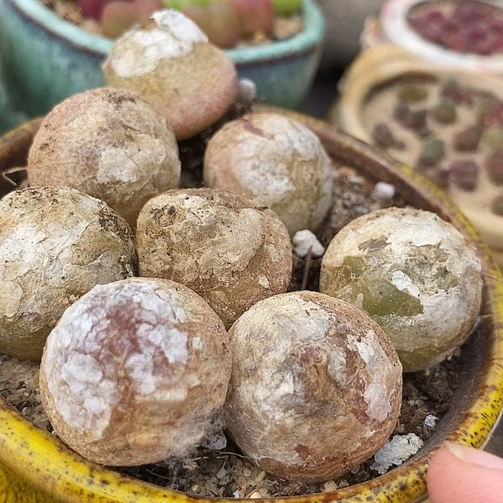 大灯泡母本一颗