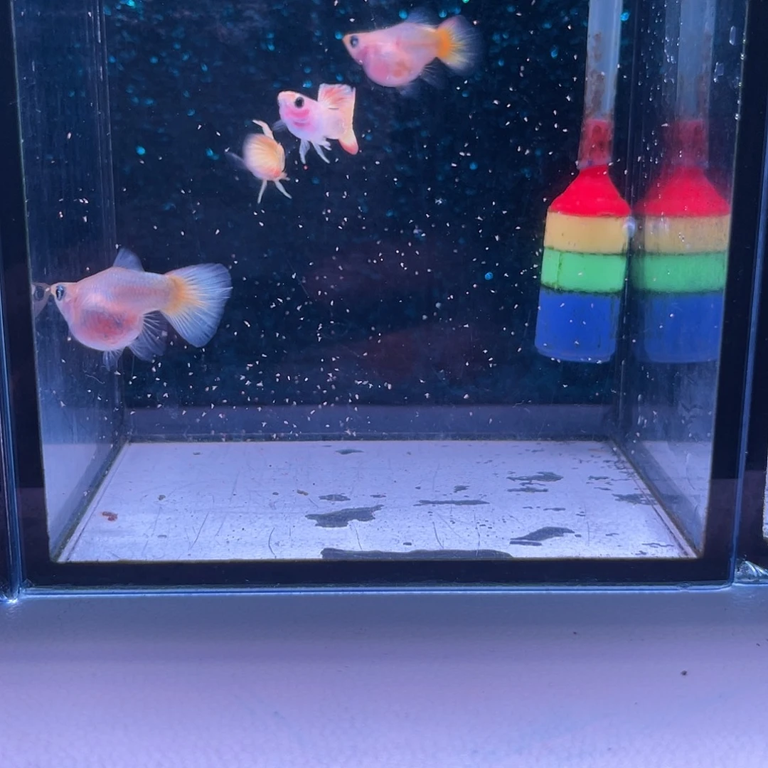 孔雀鱼黄帽玻璃猫2对