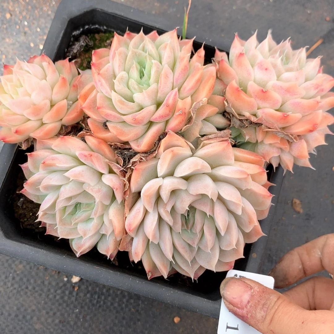 5471杂交多肉植物