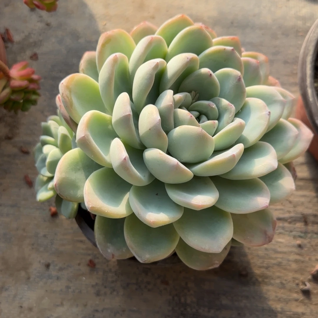 无花朵冰玉超大单头群