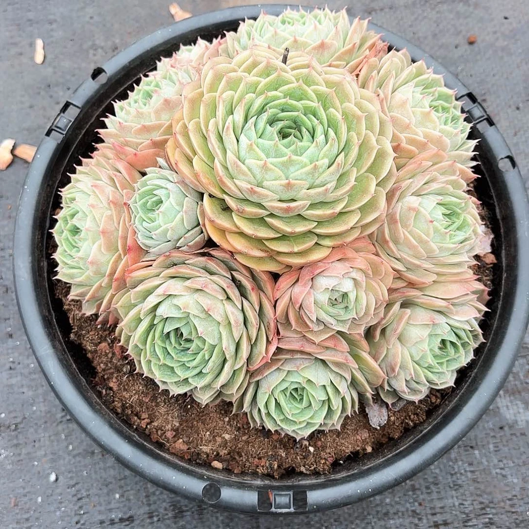 宝*昂斯洛多肉发货