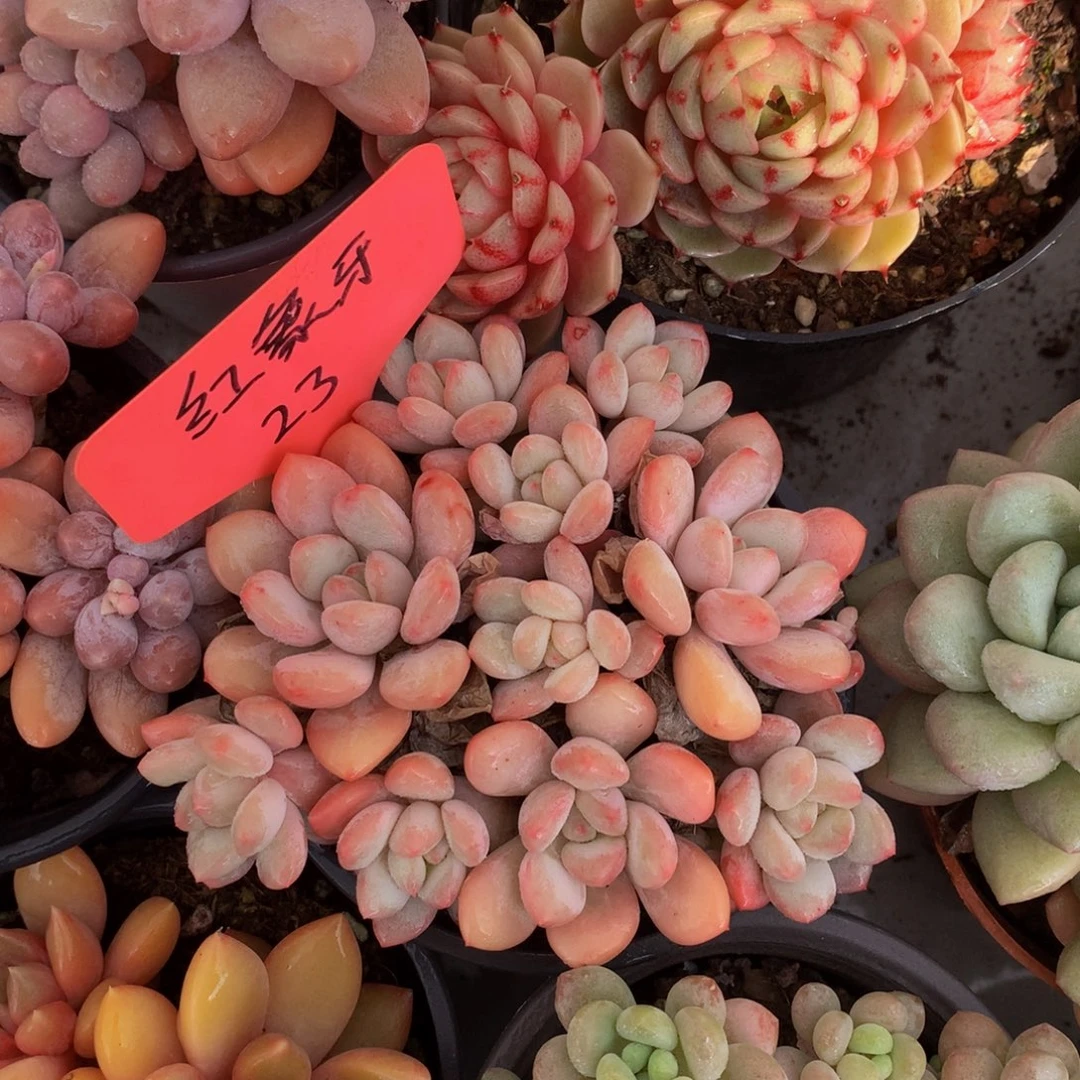 胖体奶糖626262727272