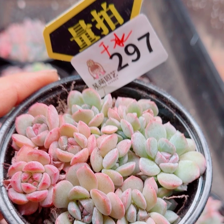 多肉植物多肉植物