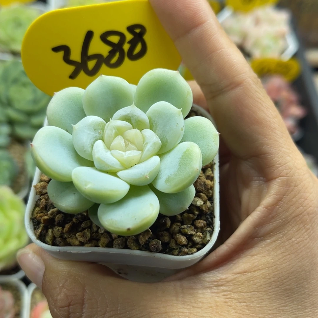 新品FJ3晶体珍妮3688