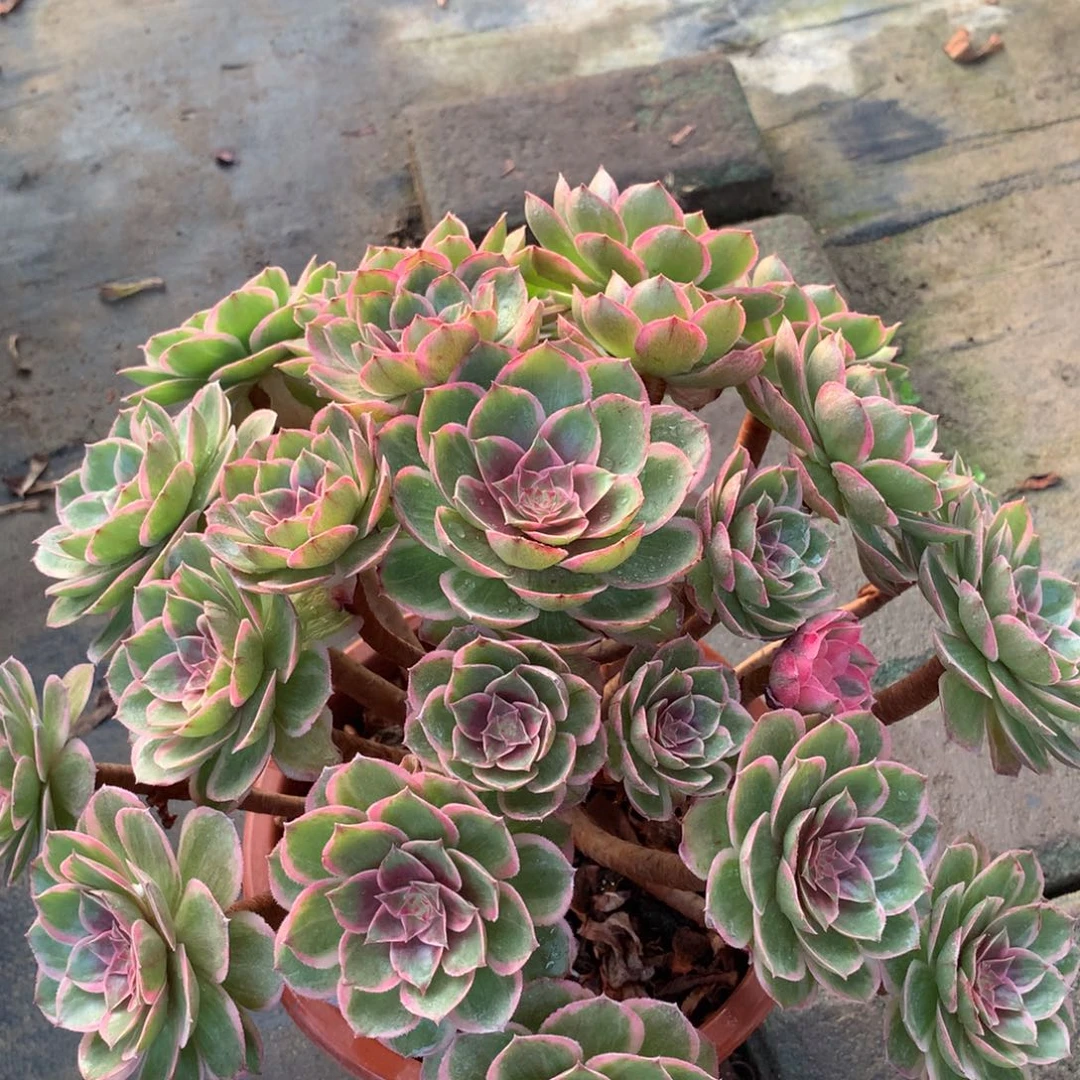 莲花座，多肉植物的