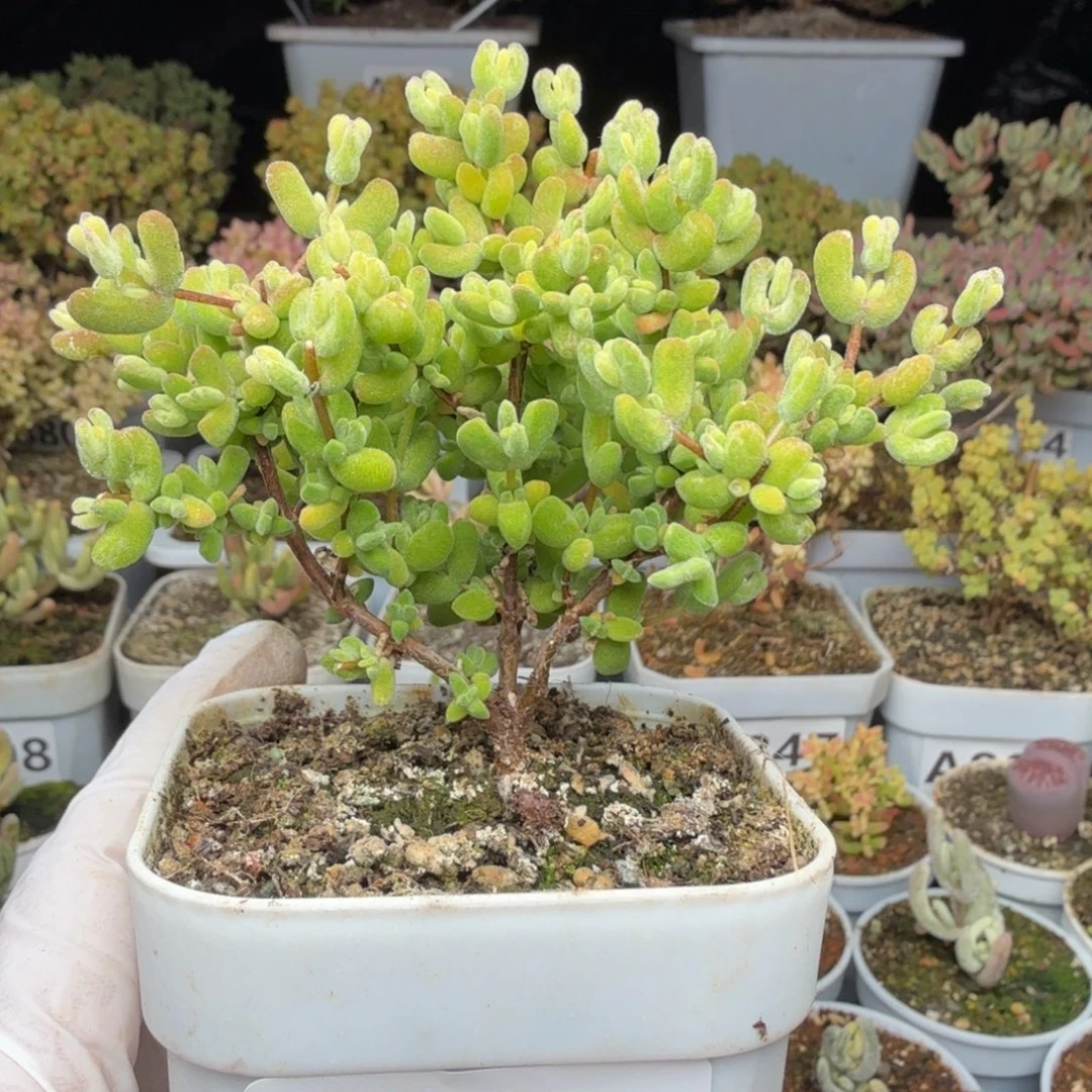 A859月曲枝干一物一拍