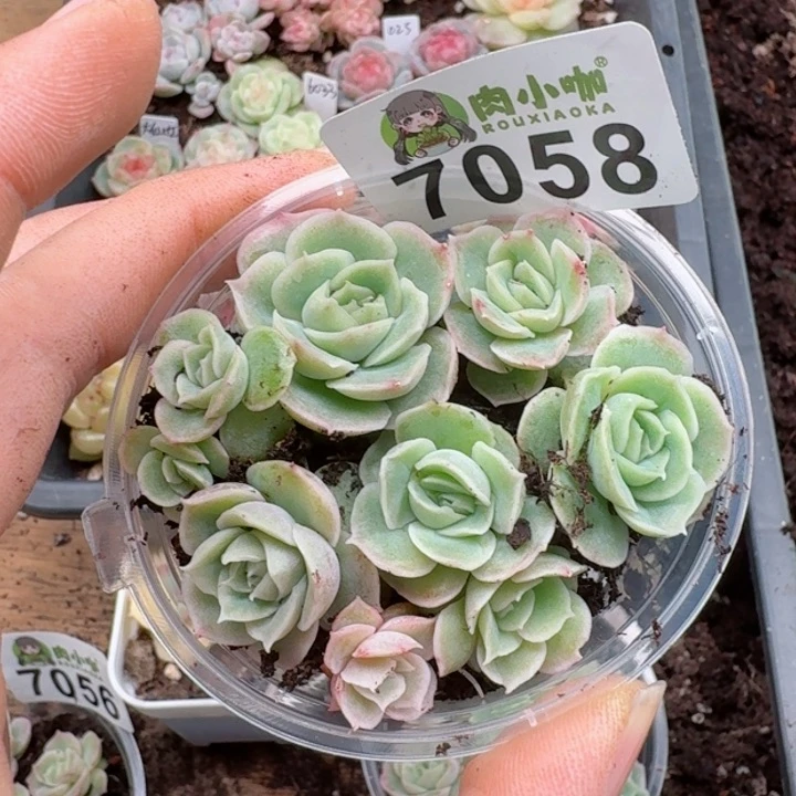 多肉植物多肉植物