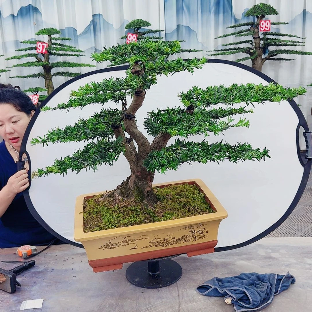 浑***天无花朵罗汉松一物一拍888