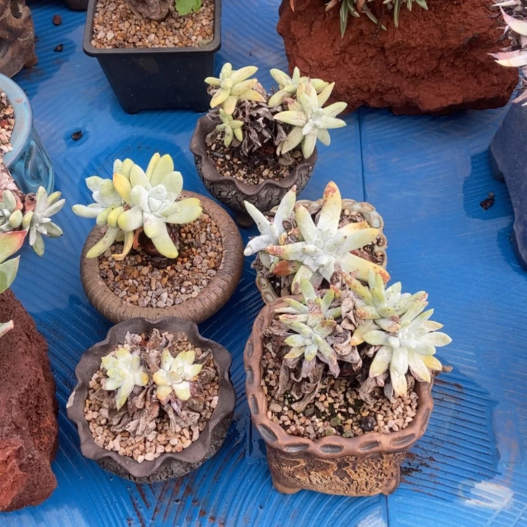 福利处理多肉植物