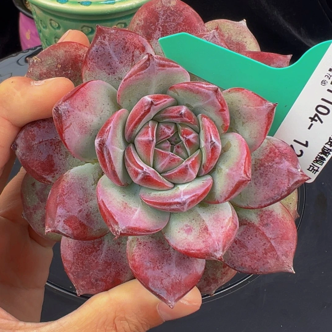 从前慢多肉编号1104-12