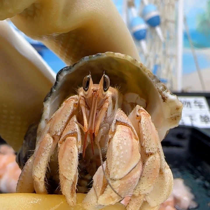 A18通体橙 灰白1.8cm口径