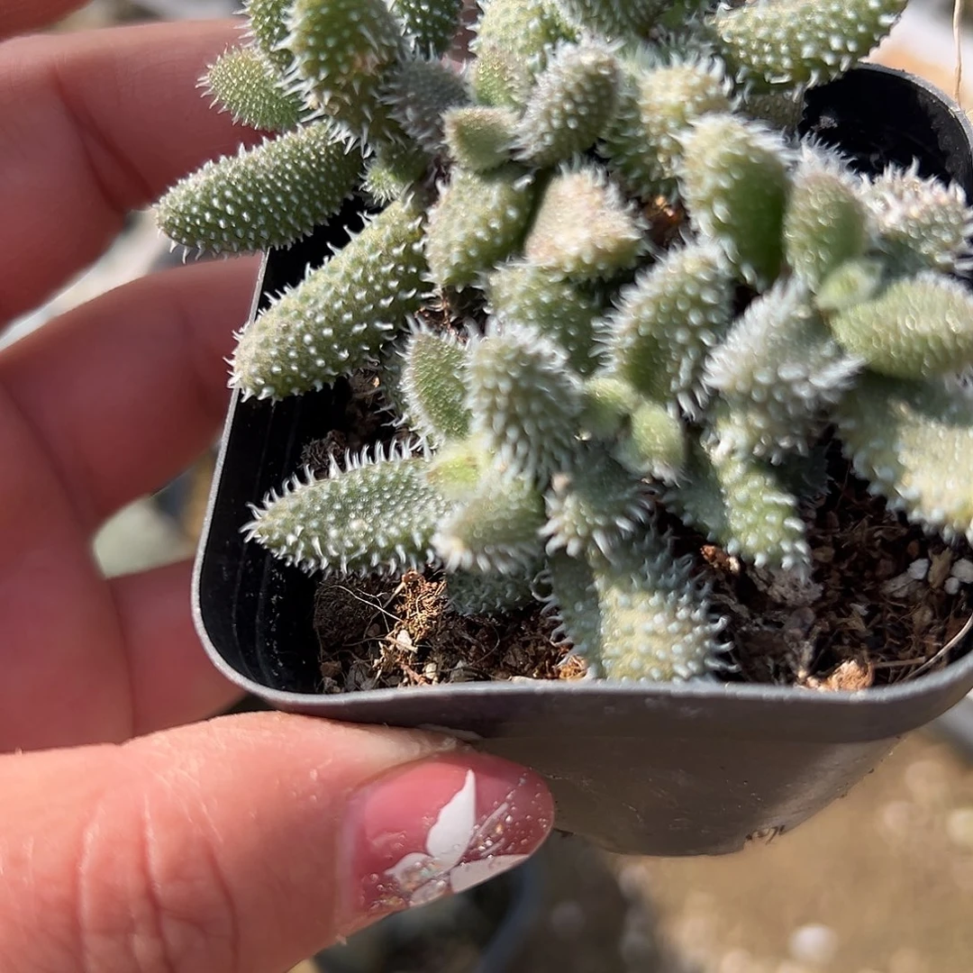 多肉植物多肉植物