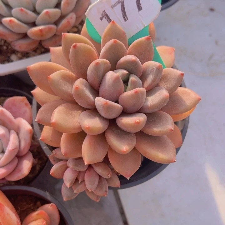 健健康康平平安安