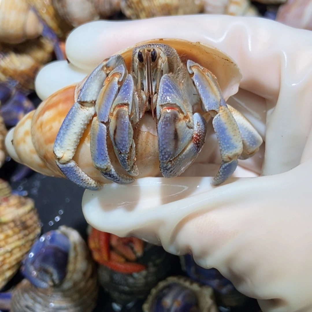 3.3口淡蓝紫陆 不退不换