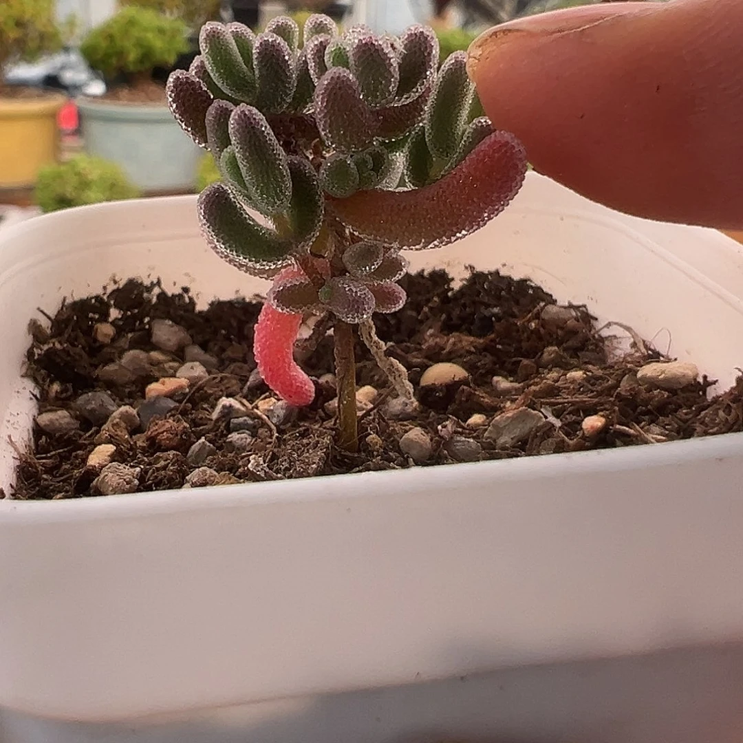 708号实生优选12.19多肉