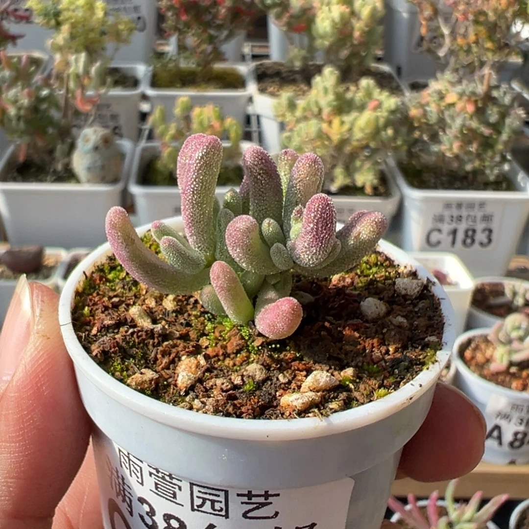 8-281超紫带一点拉丝锦五圆盆