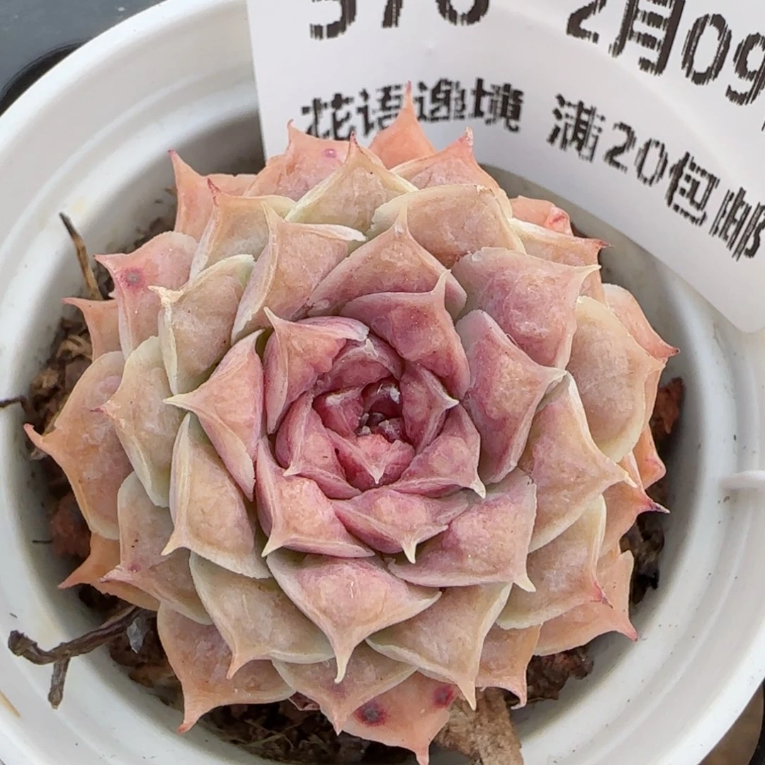 花语逸境0209-576