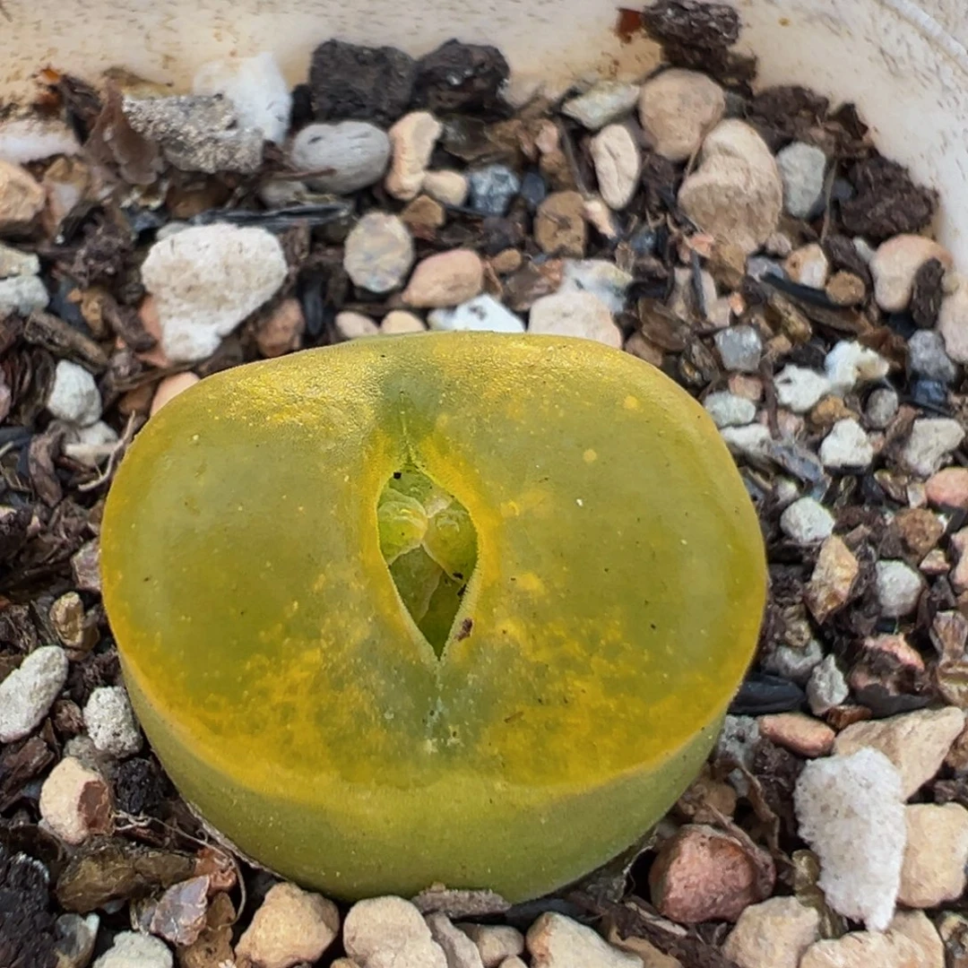 215多肉植物百科植物