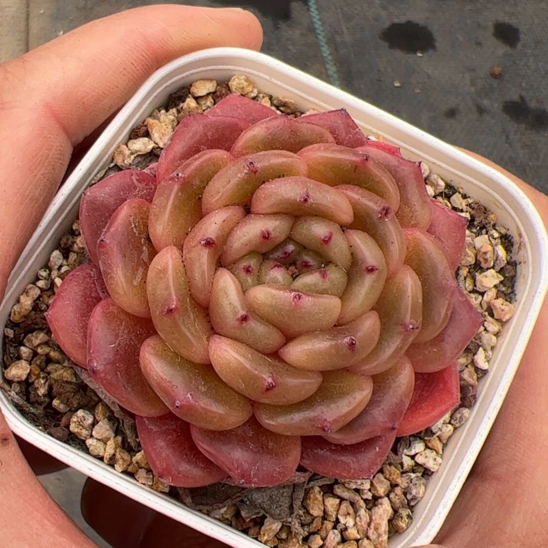 往**生703多肉植物组合盆栽