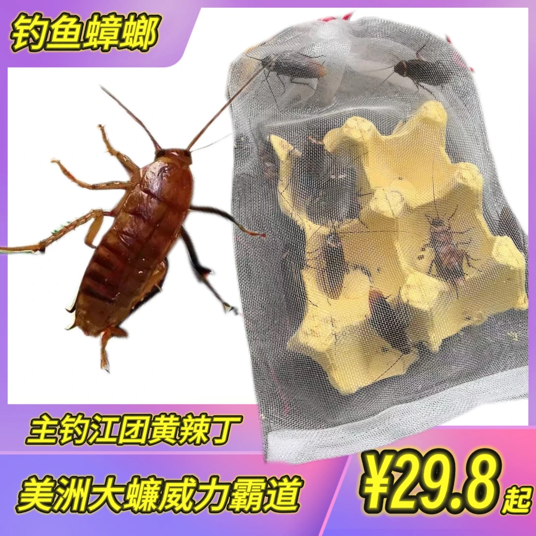 钓鱼蟑螂小强美洲大蠊高效诱鱼江团黄辣丁鲶鱼鳜鱼人工养殖