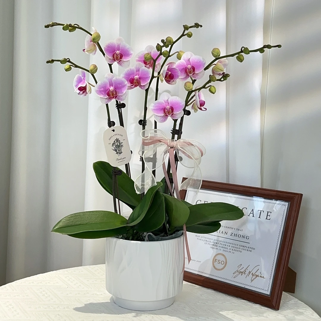 成功 春日限定【大粉钻】蝴蝶兰精致组盆花卉盆栽四季植物3-6