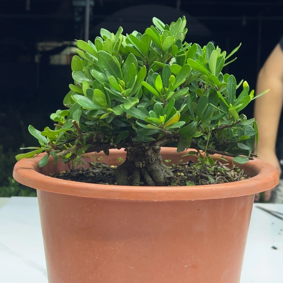 完全开放皱叶释迦栀子花