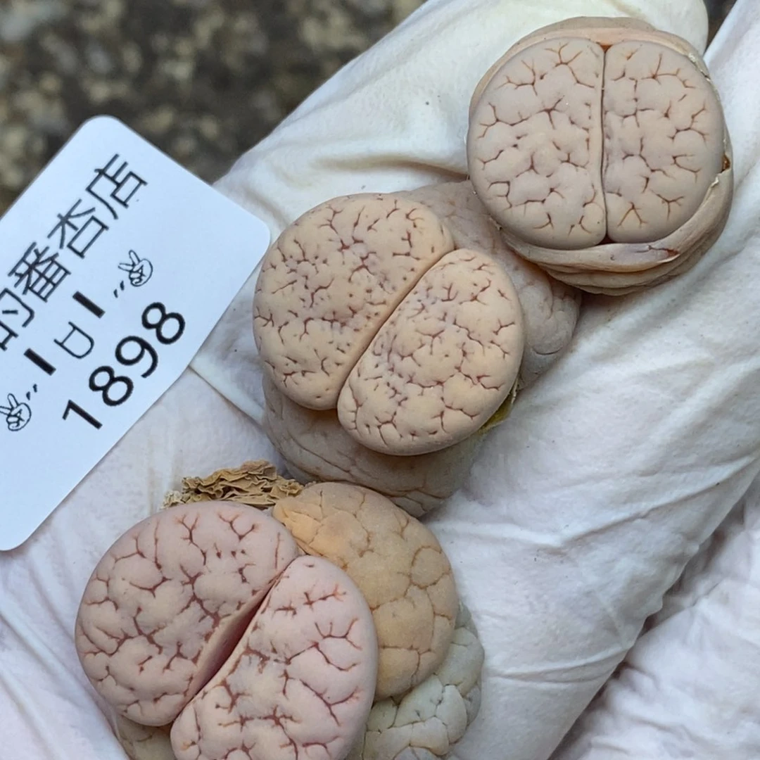 1898。零下拍保温.18包邮.当天凑哦