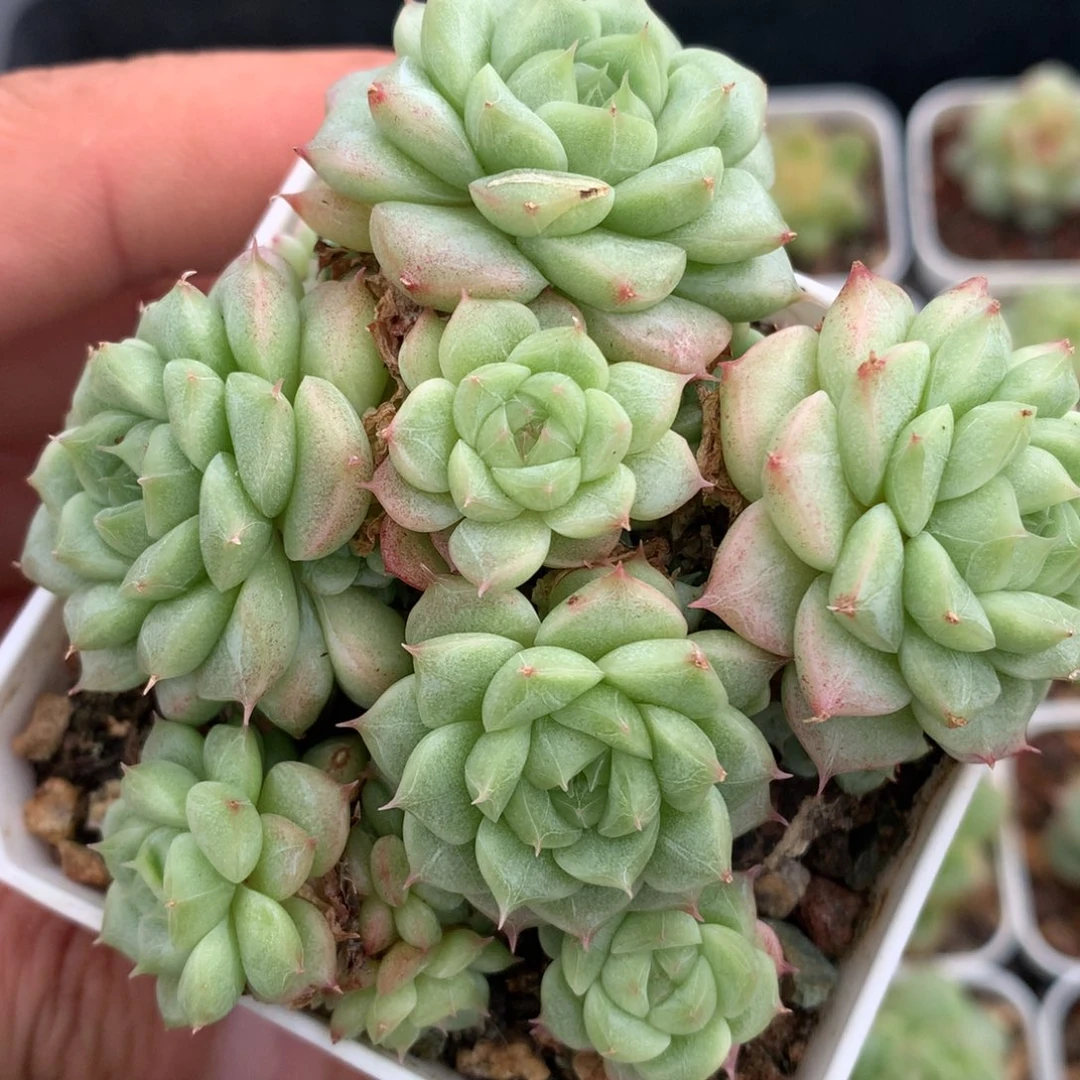 0704-44 珍妮优选