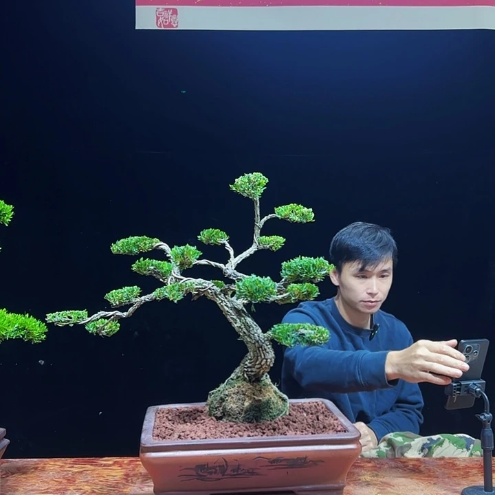 当前无花朵，栽培后可花朵广东邹皮小叶雀舌黄杨