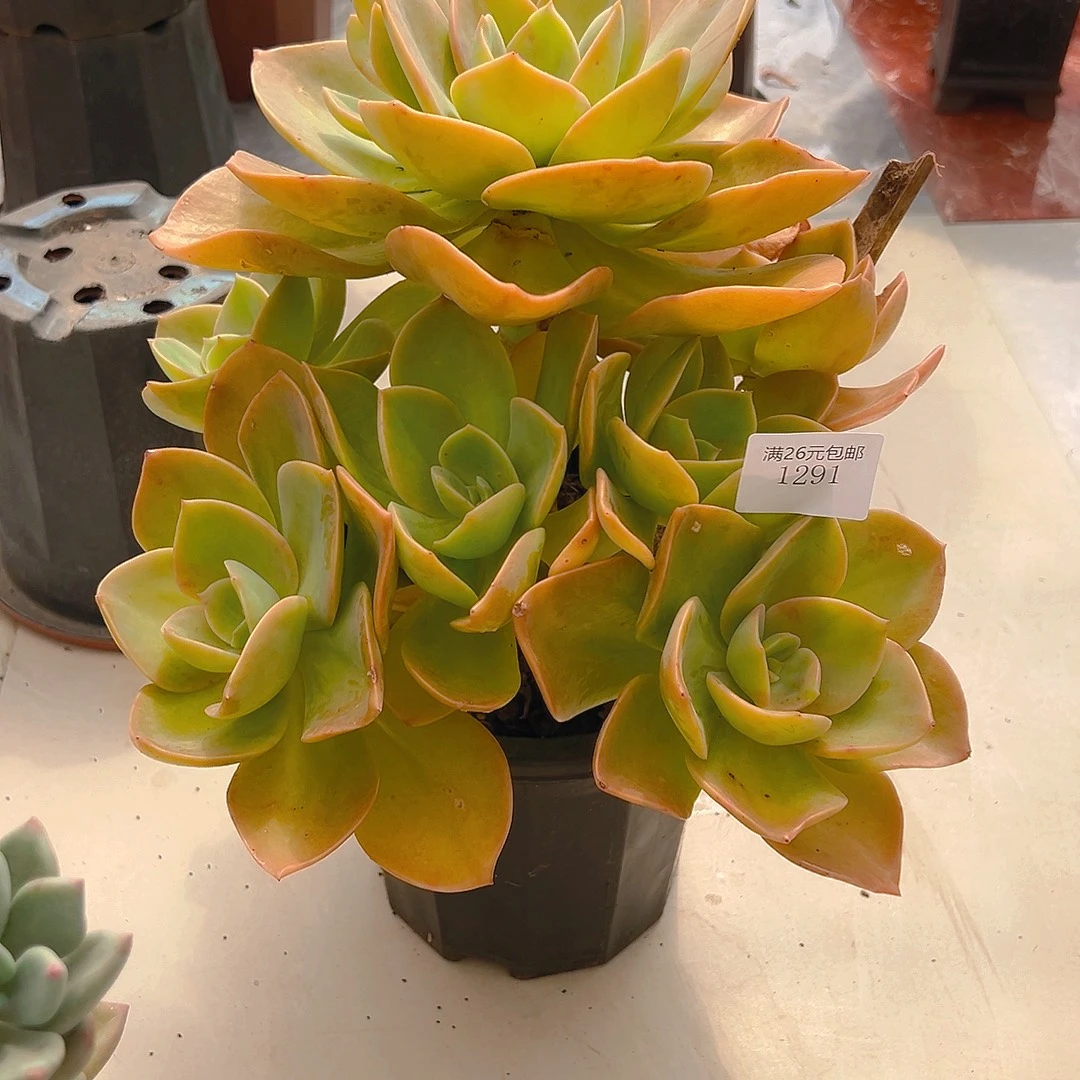 妮***娜1291鹤氏多肉植物多肉