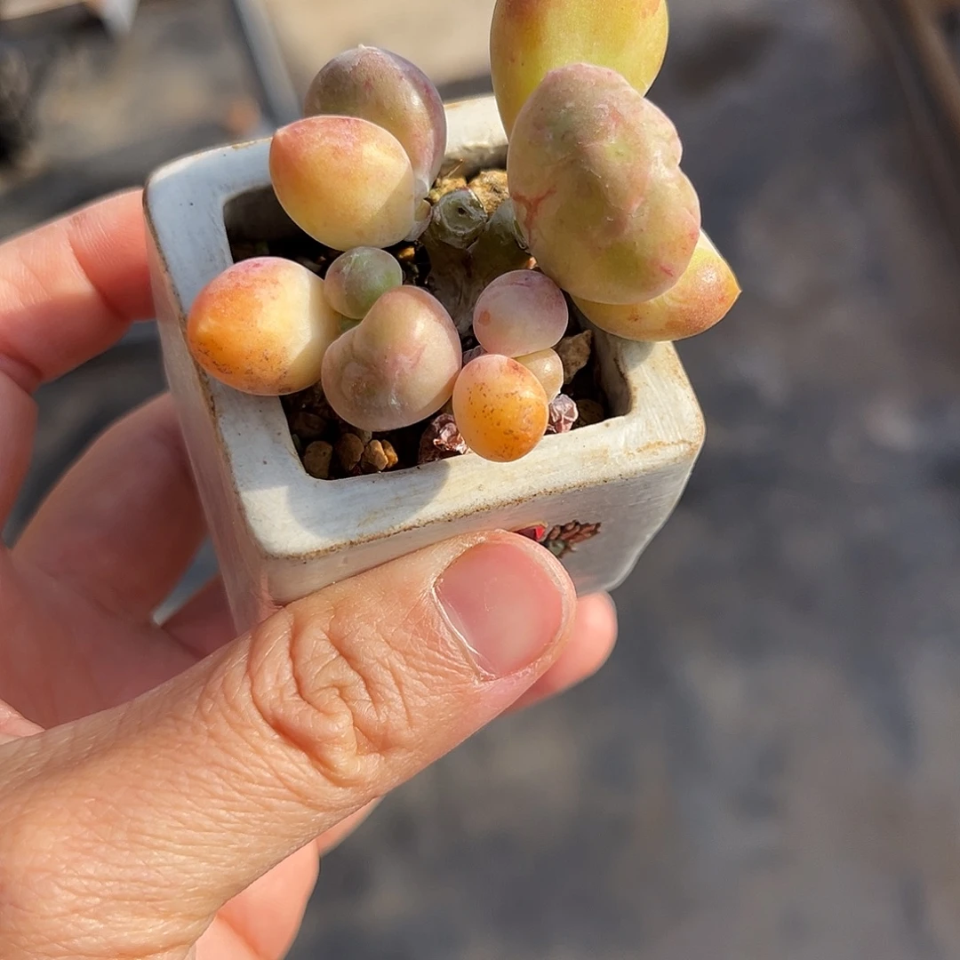 乌里韦亚瑕疵特满200包顺丰