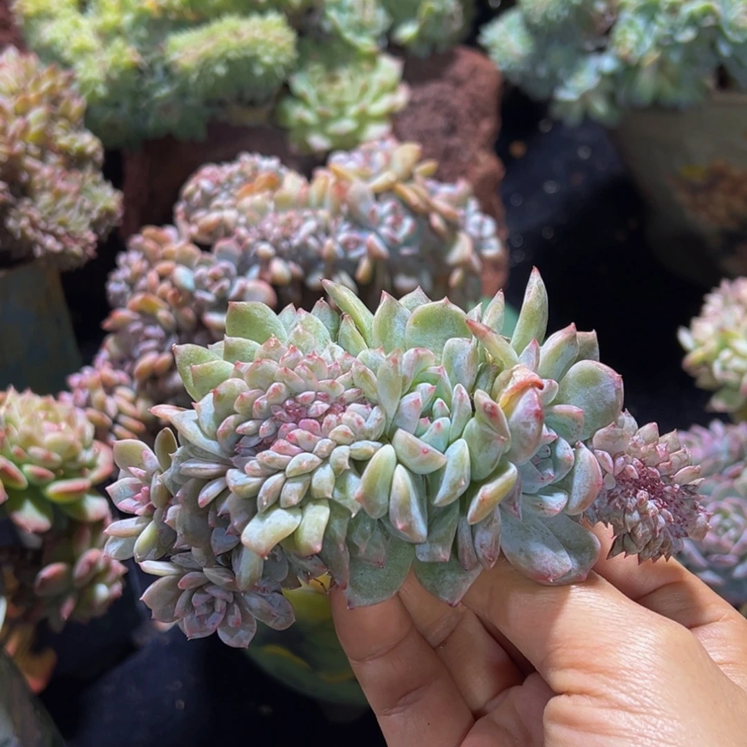 水蜜桃 水蜜桃 水蜜桃