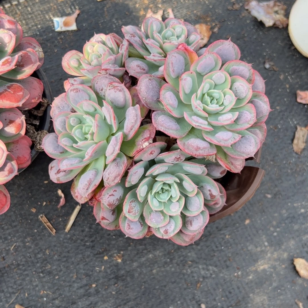 多肉植物小群雨滴