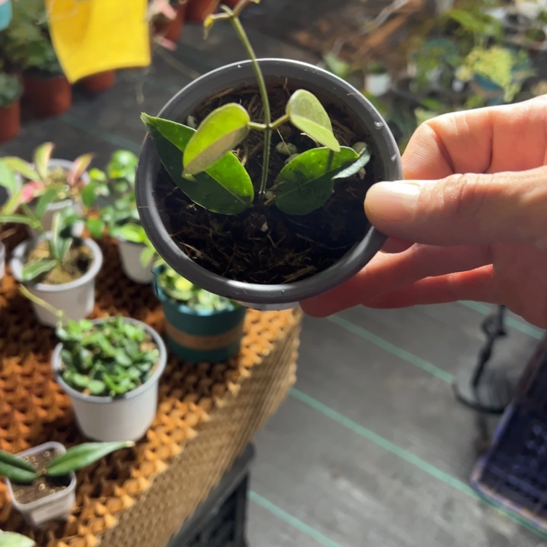 *****无花朵丹尼斯球兰