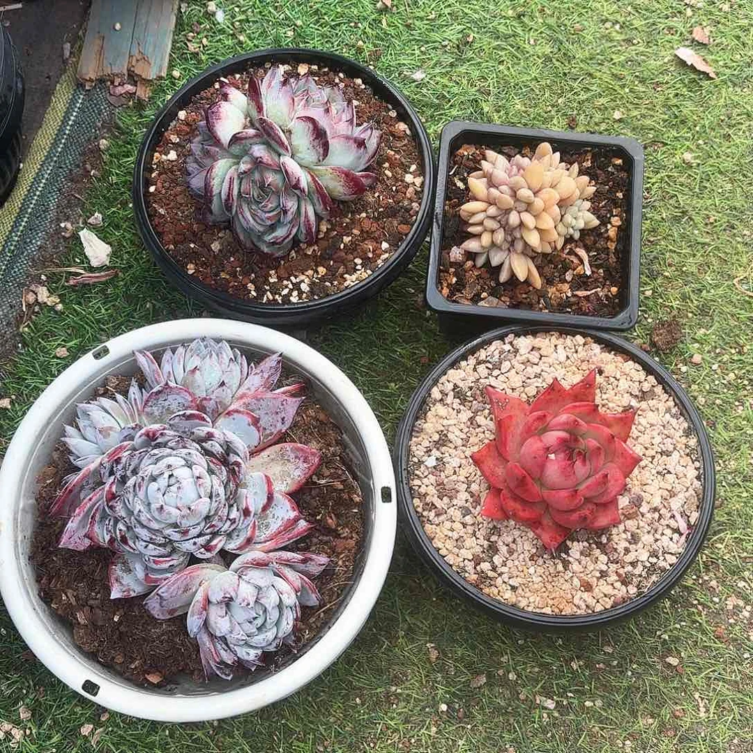 皮*丘4颗大群多肉植物