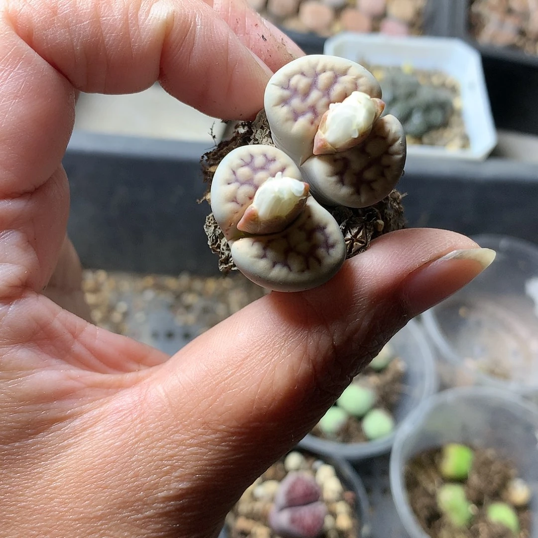 K29多肉植物保护